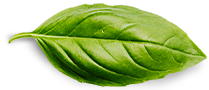 Basil Leaf, Deléctricas AC (Distribuciones Eléctricas AC)
